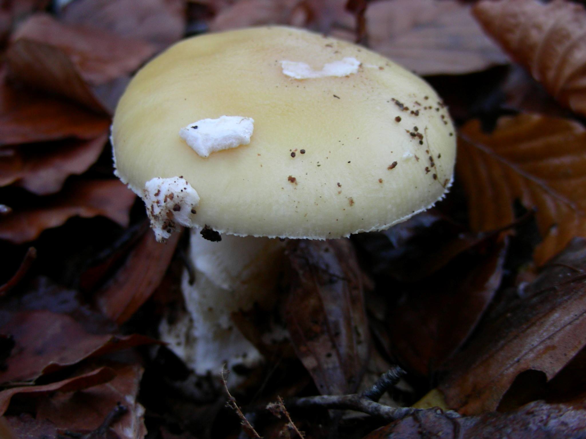 1201 Dicembre vecchio ritrovamento